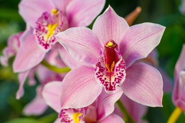 Gently pink orchid