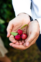 Apples of paradise in male hands