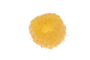 Malina Żółta © fotodrobik