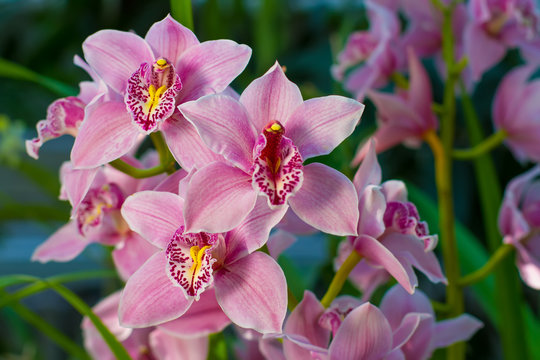 Fototapeta Branch of gently pink orchid