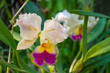 Obraz na płótnie Canvas Cattleya orchid.