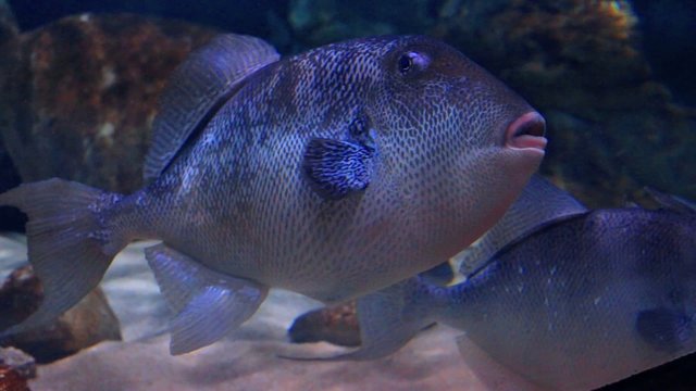 Gro&szlig;er exotischer Fisch in Unterwasserwelt