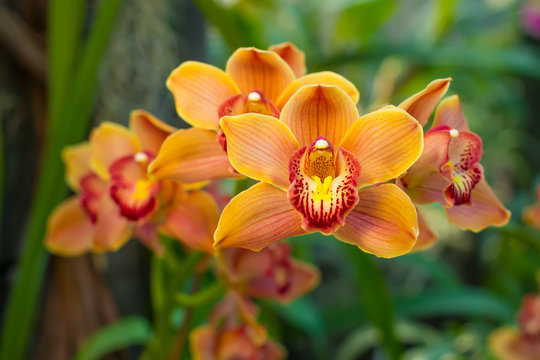 Family of yellow orchids.