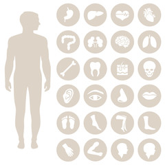 human body anatomy, vector medical organs icon,