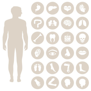 human body anatomy, vector medical organs icon,
