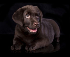 Labrador puppy portrait