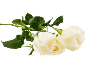 Two white Rose isolated on white background
