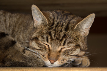 Tabby Cat laying on side