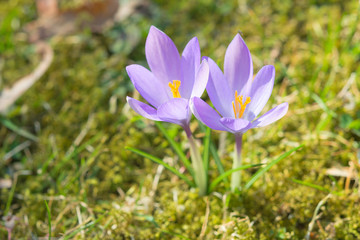 Fototapeta premium Spring sunlight crocus pastel flowers on sunshine Alpine meadow