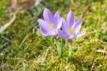 Spring sunlight crocus pastel flowers on sunshine Alpine meadow