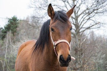 Fototapeta premium Horse in the field
