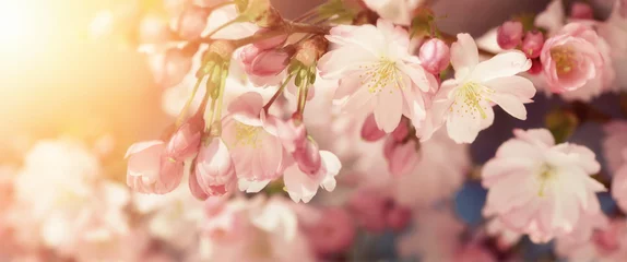 Crédence de cuisine en verre imprimé Chambre à coucher Fleurs de cerisier aux douces couleurs rétro