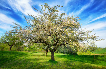 Idyllische Frühlingslandschaft