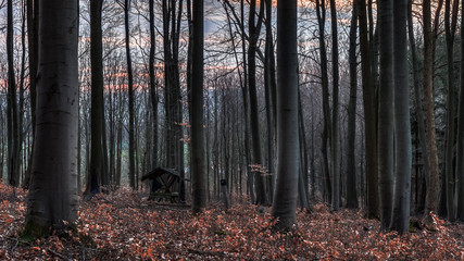 Spring Forest Sunset