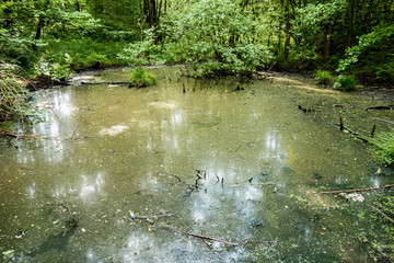 Obraz na płótnie Canvas Dirty pond