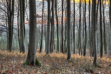 Spring Forest Sunset