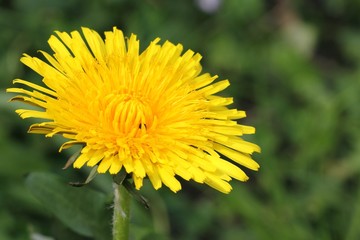 Dandelion - Taraxacum officinale