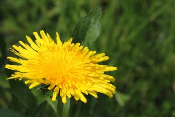 Dandelion - Taraxacum officinale