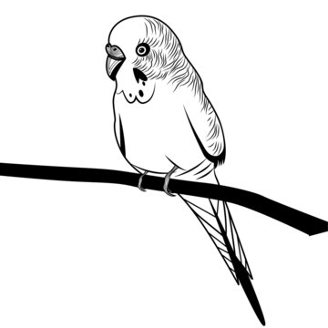 black and white parakeet perched on branch clip art preview