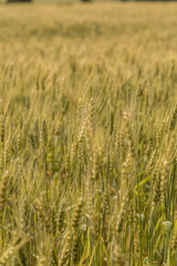 A wheat field, fresh crop of wheat