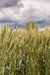 A wheat field, fresh crop of wheat