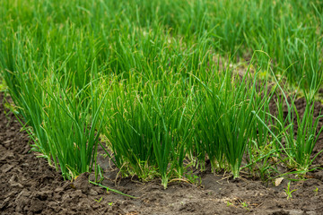 Obraz premium Agricultural field with onion