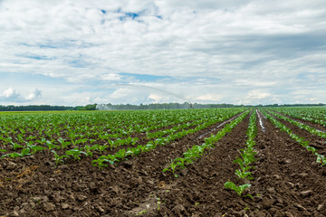 Cabbage field