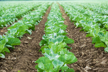 Cabbage field