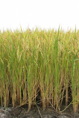 Beautiful rice fields in Thailand