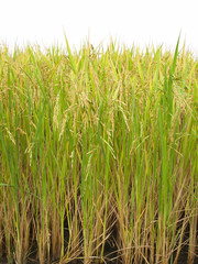 Beautiful rice fields in Thailand