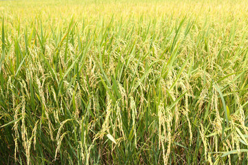 Paddy rice in field