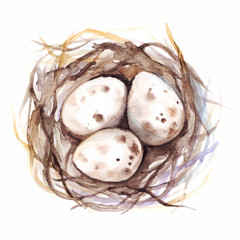 The nest with quail eggs