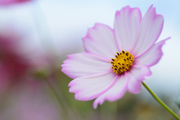 コスモス