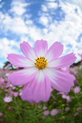 Obraz premium コスモス畑