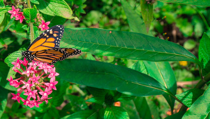 monarch butterfly feeding