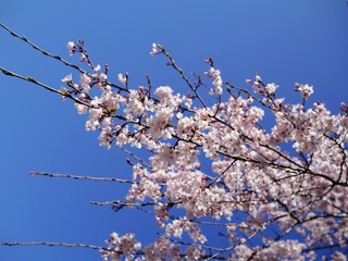 東京の桜