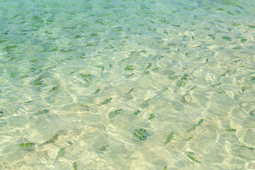fish(Indo-pacific sergeant)  in a tropical sea at Phi Phi island