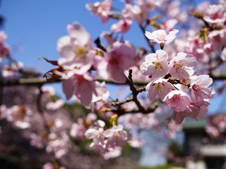 醍醐寺の桜