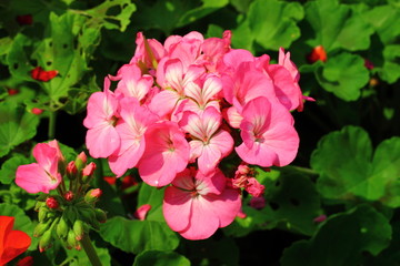 beautiful flowers of 