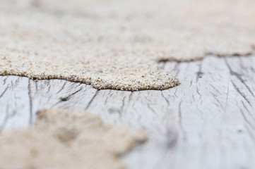 termite