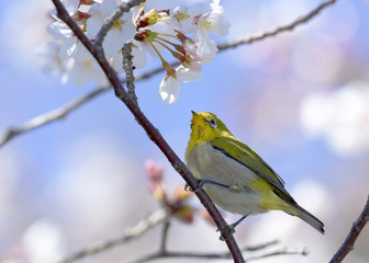 Japanese white-eye