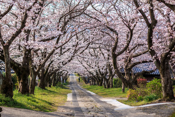 Fototapeta premium 桜のアーチ