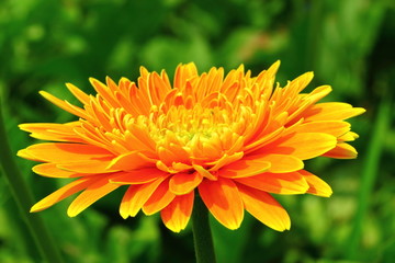Gerbera, the royal park rajapruek Chiang Mai Thailand.