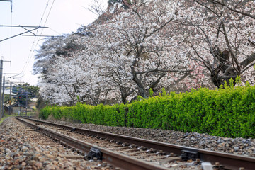 桜と線路