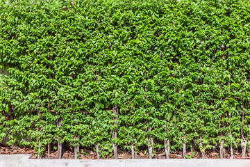 Fototapeta na wymiar Green tree wall fence background