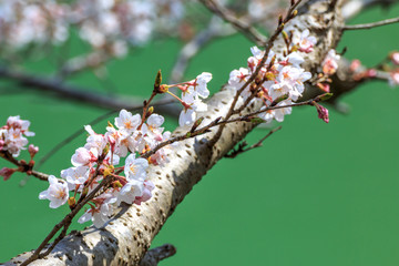 桜