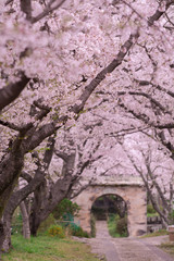 桜のアーチ