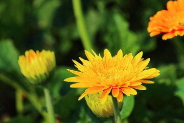 Gerbera, the royal park rajapruek Chiang Mai Thailand.