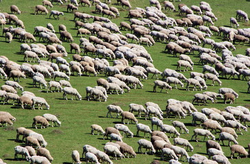 Herd of sheeps on green meadow