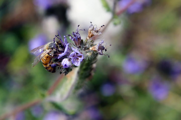 Bee gathering nectar while pollinating wildflowers in spring